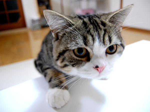 Charming Can Cats Eat Mandarin Oranges Photos