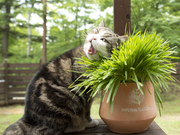 伸びすぎた猫草とまる。Cat grasses which grew too much and Maru 