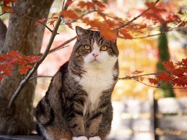 紅葉狩り。Leaf peeping. | 私信 まるです。