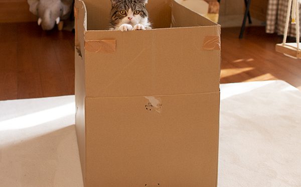 大き過ぎる箱とねこ。Too large box and Cats.