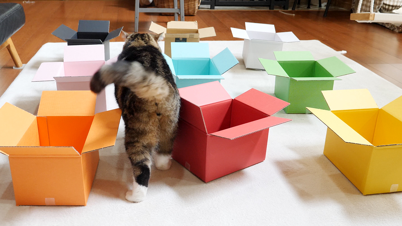カラフルな箱とねこ Colorful Boxes And Cats 動画 私信 まるです