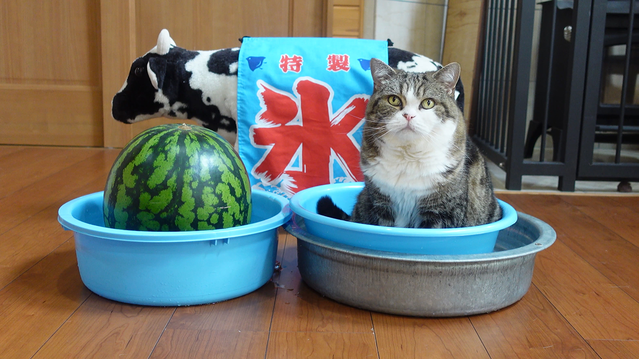 冷やしねこ はじめました２ Chilled Watermelon And Maru 動画 私信 まるです