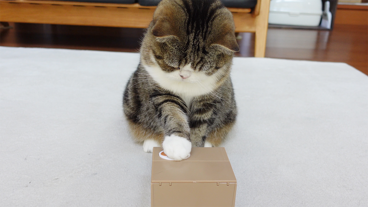 貯金箱の遊び方を教えるねこ Maru Teaches How To Play With The Piggy Bank 動画 私信 まるです