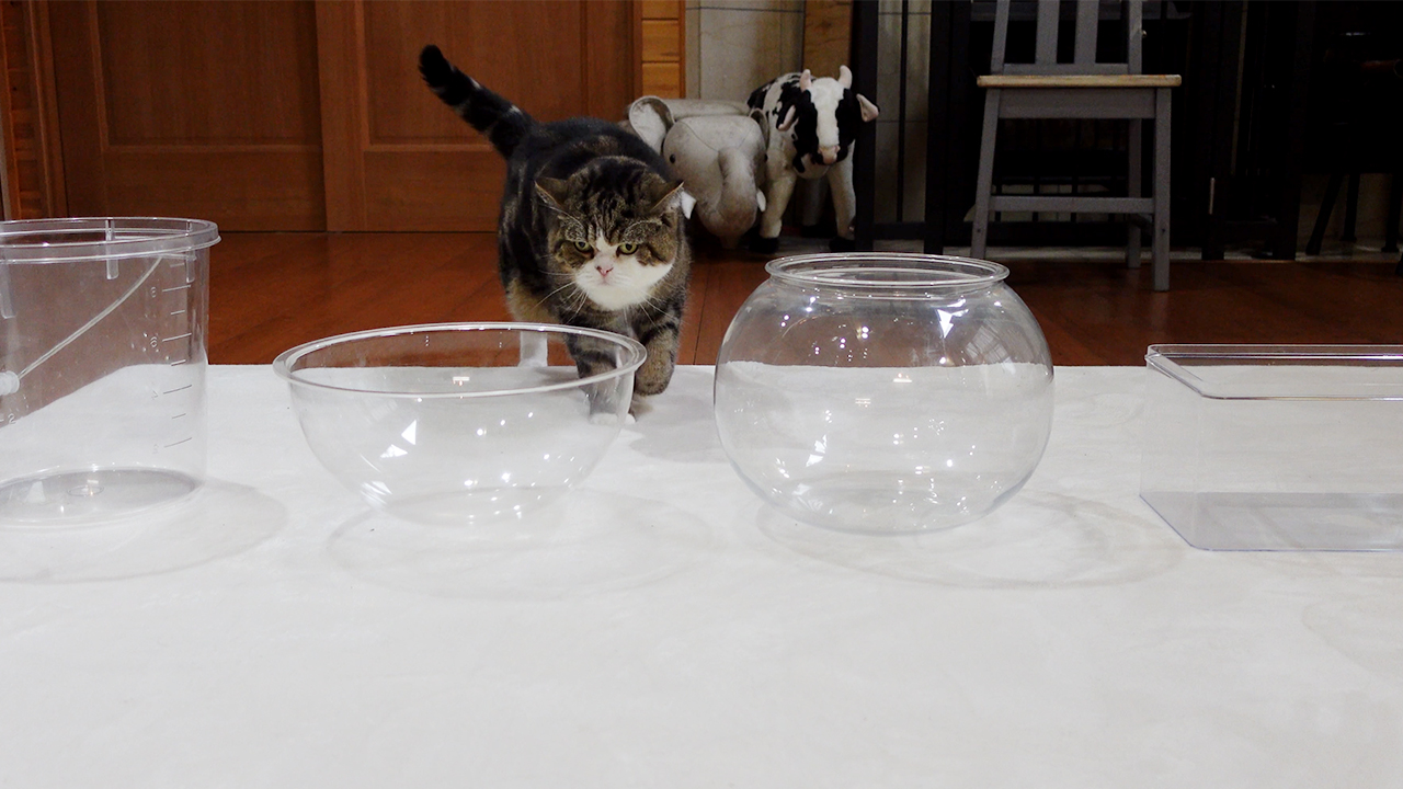 ベストオブザ液体化容器」を決めるねこ。-Maru decides “Best Of The 