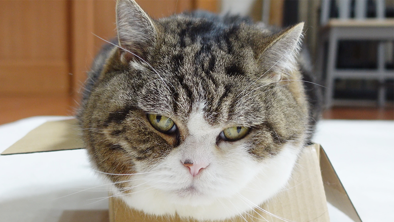 丸顔選手権なら、ぶっちぎりで優勝なねこ。 -If it were Round Face 