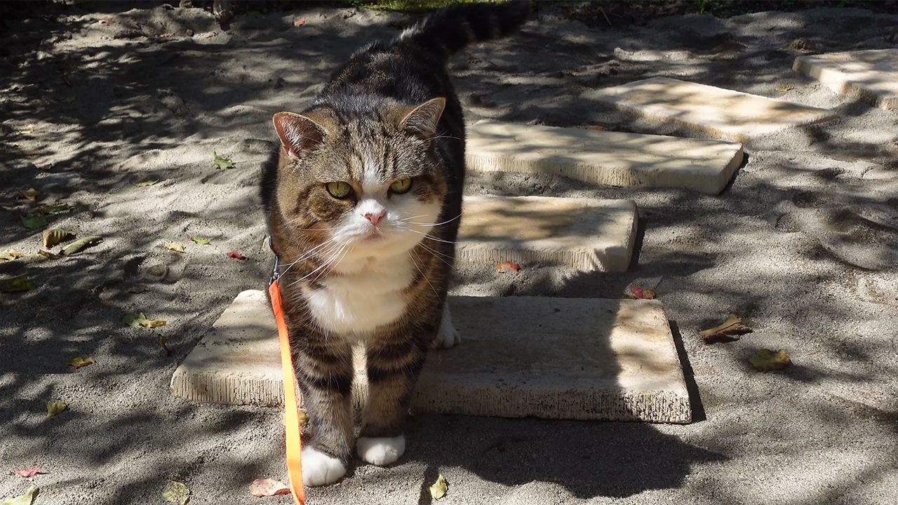 新しいお散歩道を歩くねこ Cats Walk On The New Walking Road 動画 私信 まるです 新しいお散歩道を歩くねこ Cats Walk On The New Walking Road 動画 私信 まるです