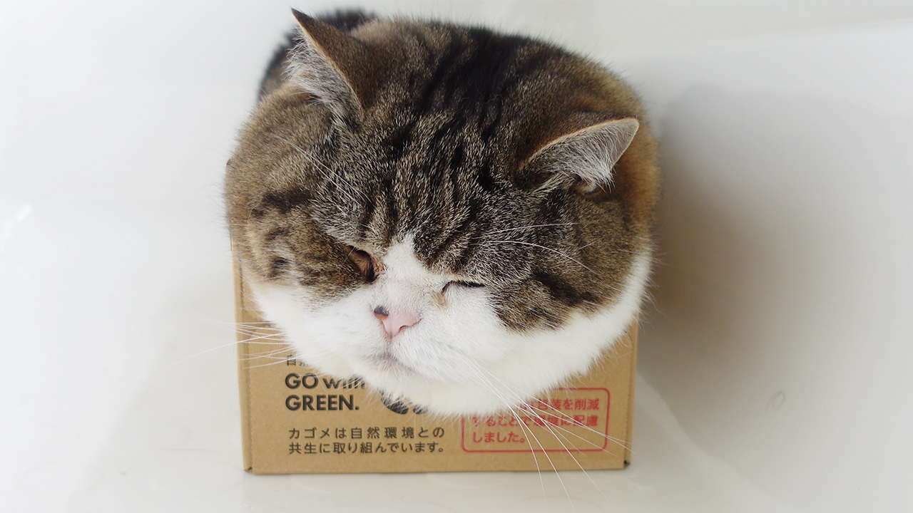 まんまと罠にかかる丸い顔のねこ。 #Shorts | 私信 まるです。