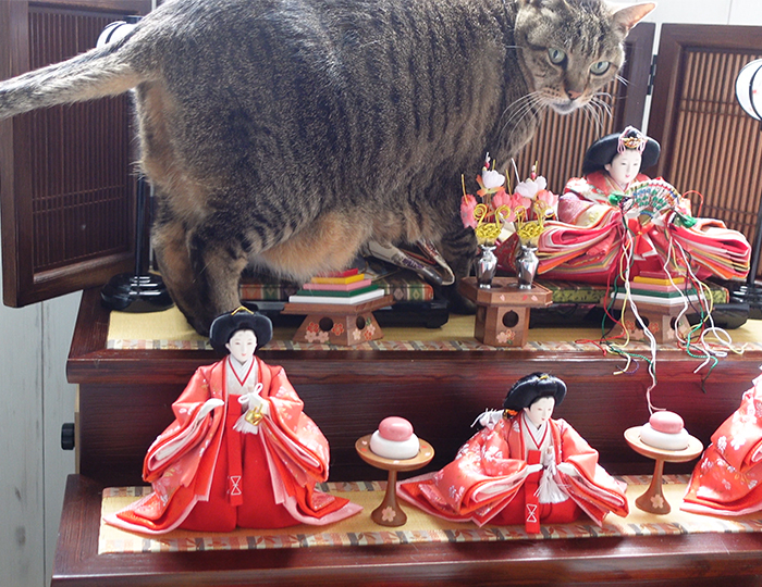 ひな祭り！Doll's Festival! | 私信 まるです。